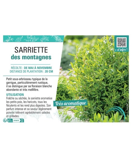 SARRIETTE DES MONTAGNES