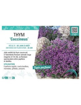 THYM COCCINEUS