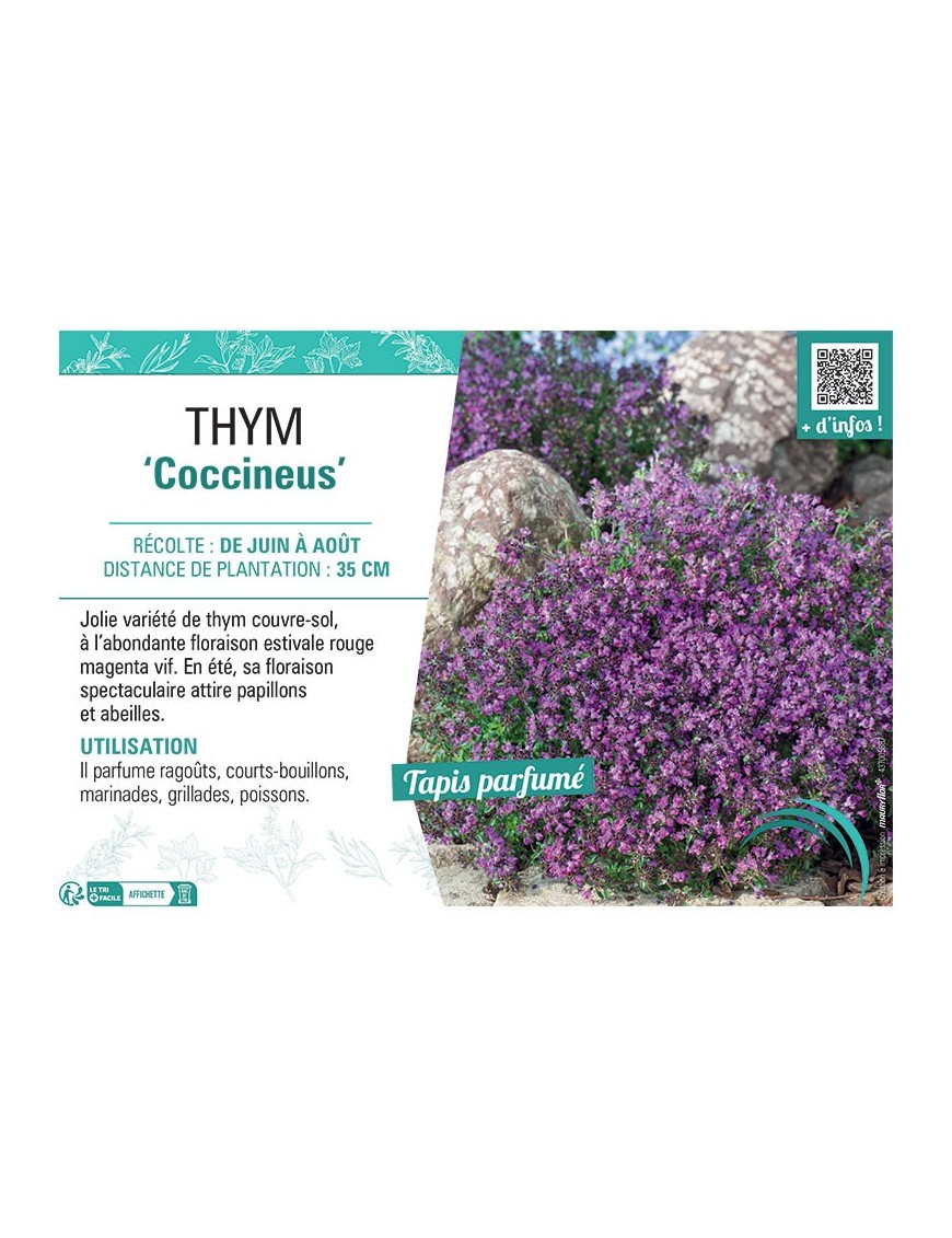 THYM COCCINEUS