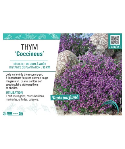 THYM COCCINEUS