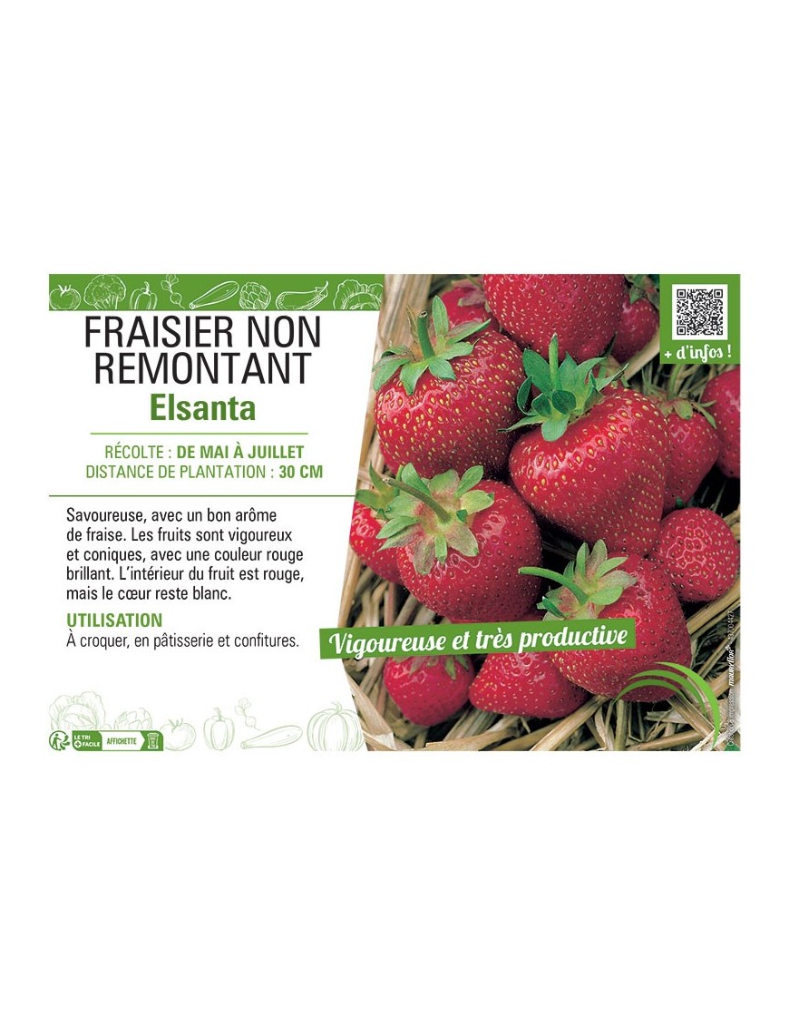 FRAISIER  ELSANTA (NON REMONTANT)