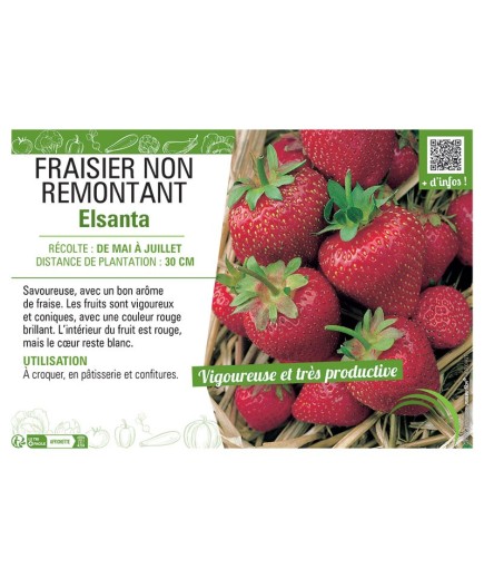 FRAISIER  ELSANTA (NON REMONTANT)