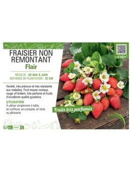 FRAISIER  FLAIR (NON REMONTANT)