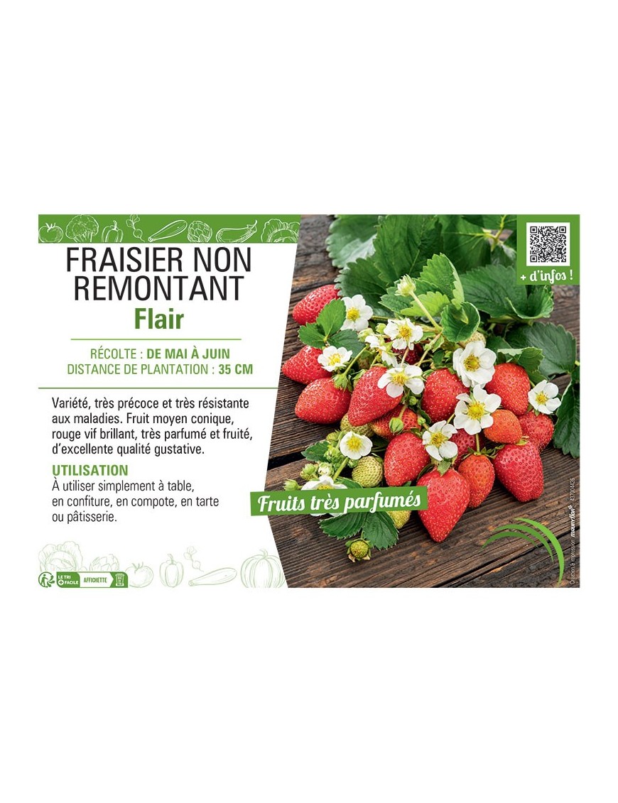 FRAISIER  FLAIR (NON REMONTANT)