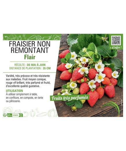 FRAISIER  FLAIR (NON REMONTANT)