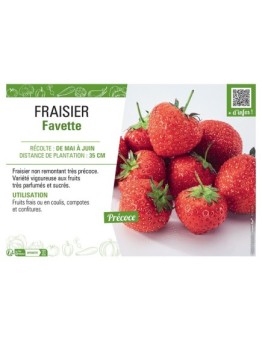 FRAISIER FAVETTE