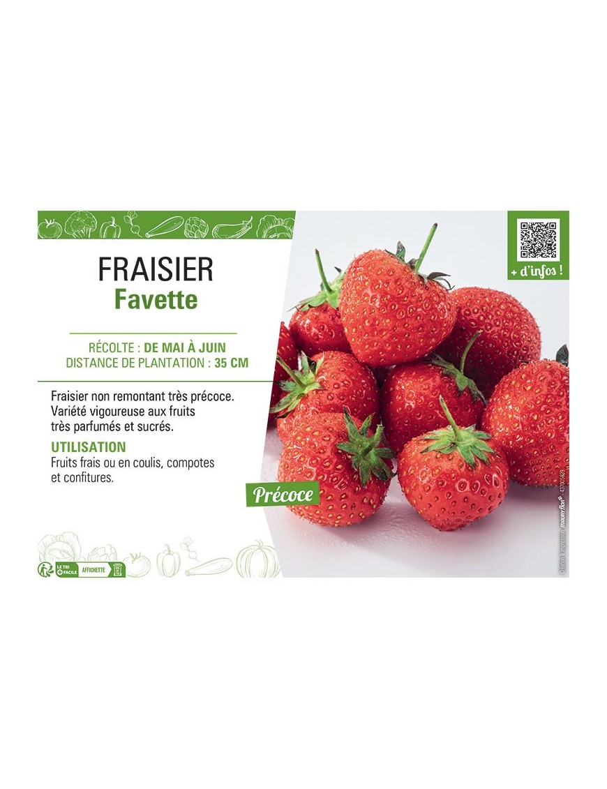 FRAISIER FAVETTE