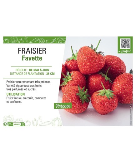 FRAISIER FAVETTE