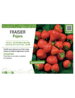 FRAISIER PAJARO