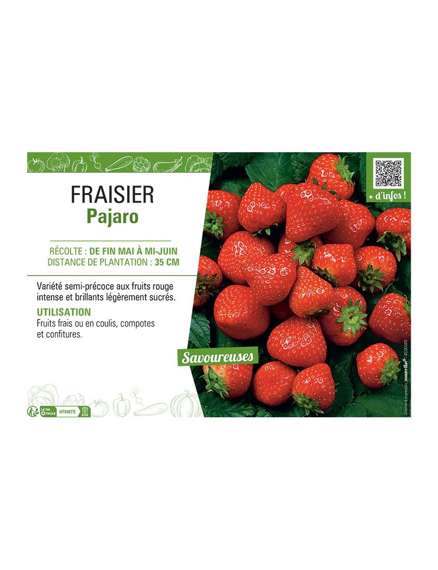 FRAISIER PAJARO