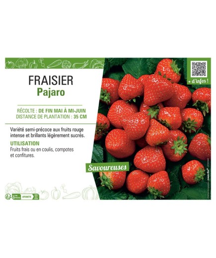 FRAISIER PAJARO