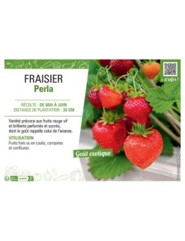 FRAISIER PERLA