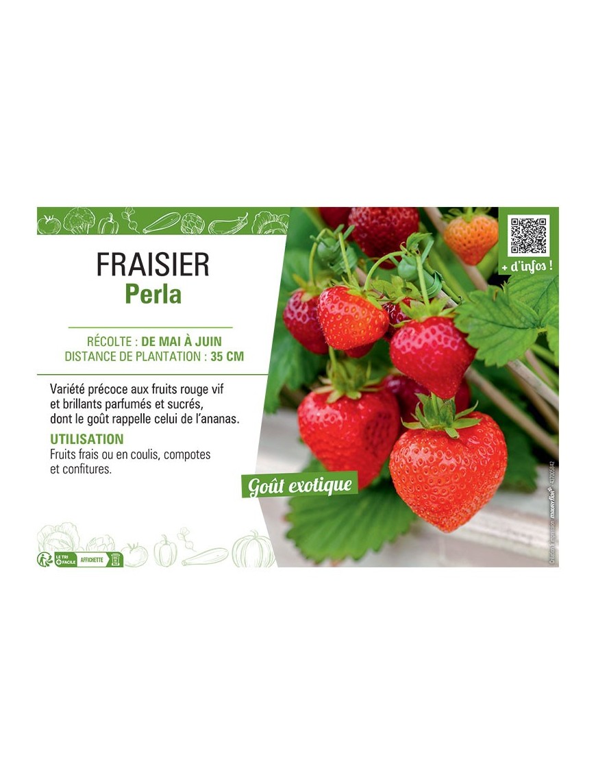 FRAISIER PERLA