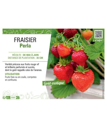 FRAISIER PERLA