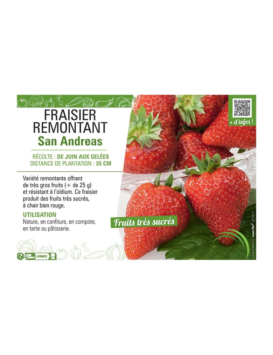 FRAISIER SAN ANDREAS (REMONTANT)