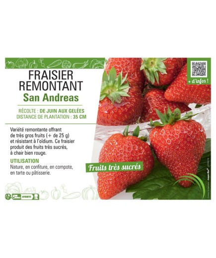 FRAISIER SAN ANDREAS (REMONTANT)