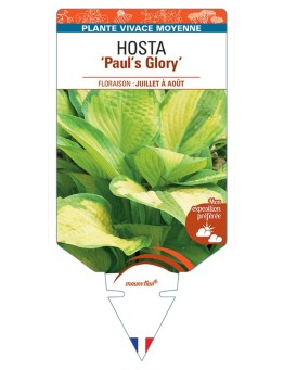 HOSTA Paul's Glory