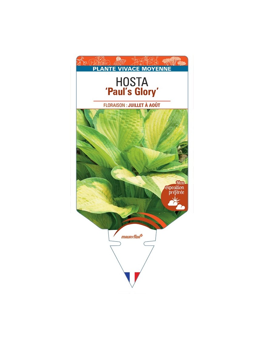 HOSTA Paul's Glory
