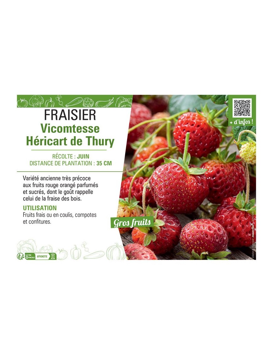 FRAISIER VICOMTESSE HERICART DE THURY