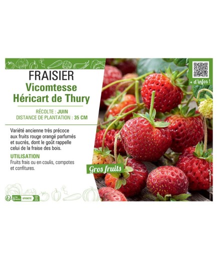 FRAISIER VICOMTESSE HERICART DE THURY