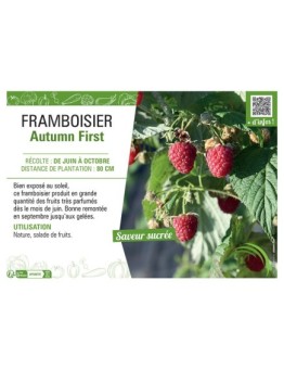 FRAMBOISIER AUTUMN FIRST