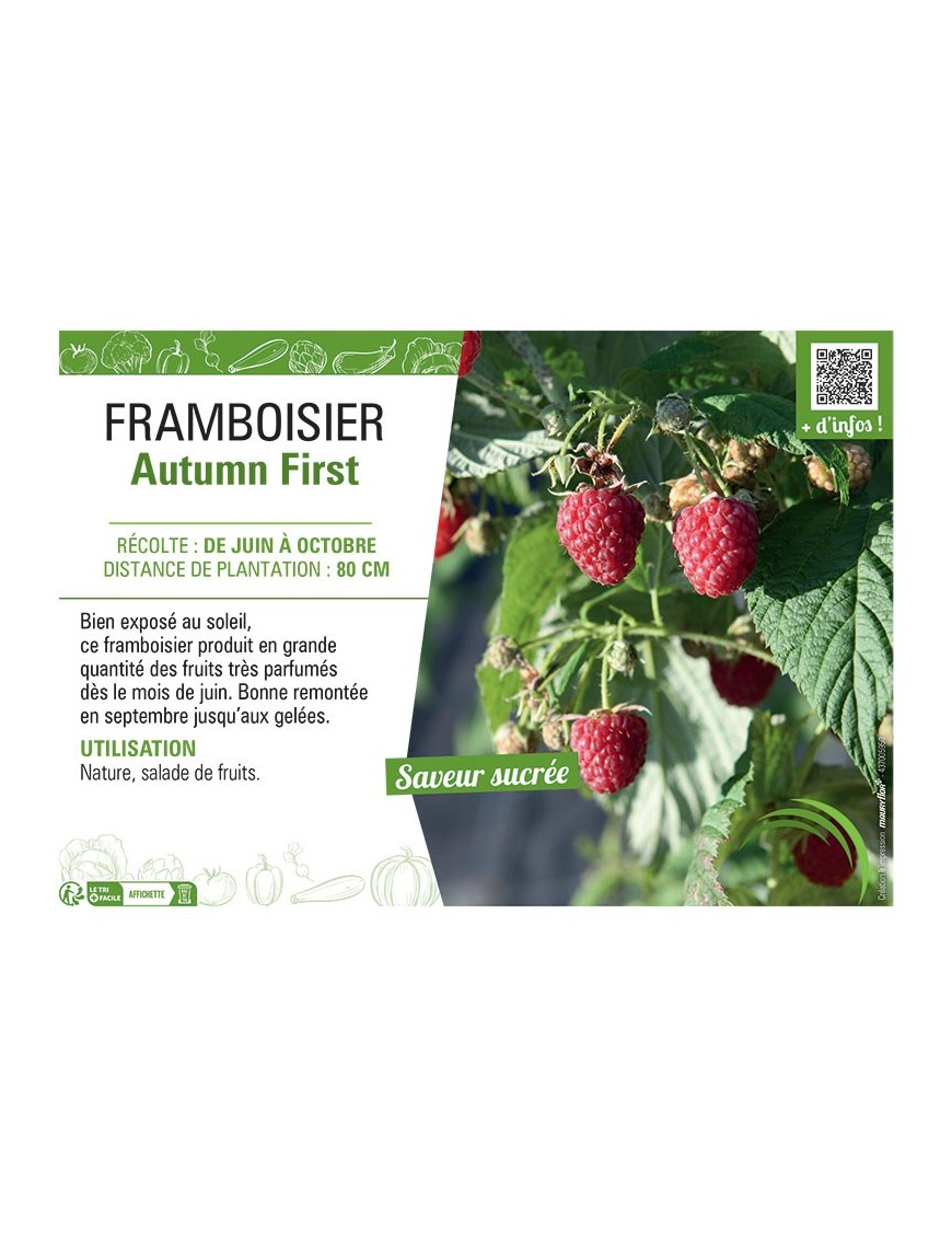 FRAMBOISIER AUTUMN FIRST
