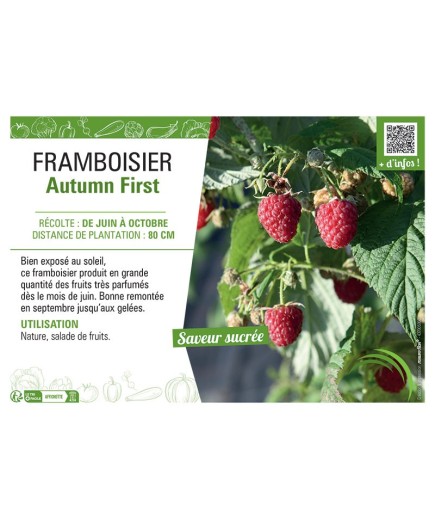 FRAMBOISIER AUTUMN FIRST