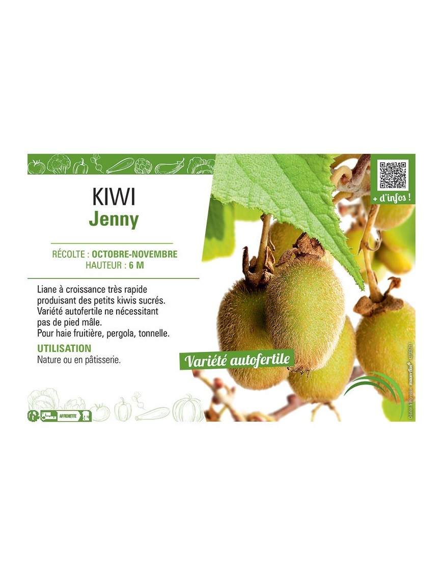 KIWI JENNY