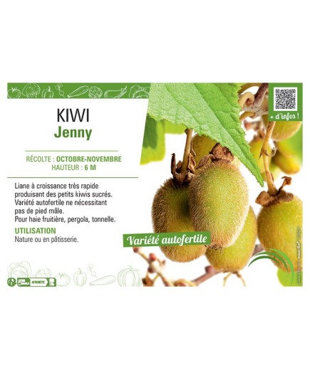 KIWI JENNY