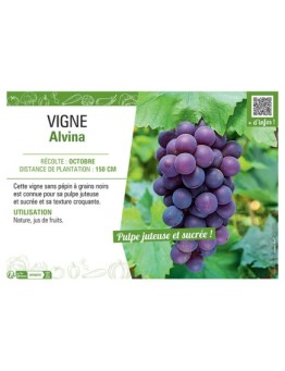 VIGNE ALVINA