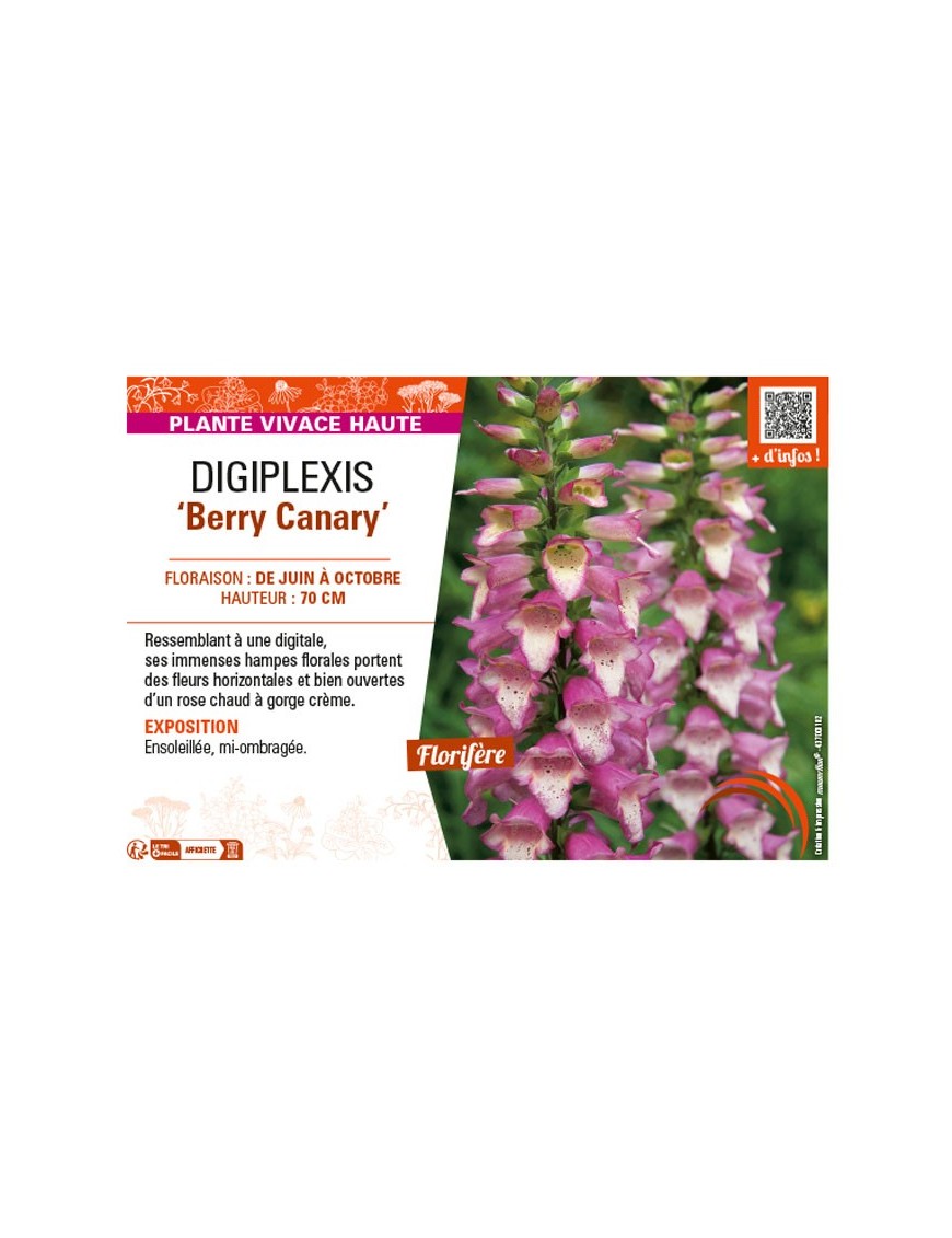 DIGIPLEXIS BERRY CANARY