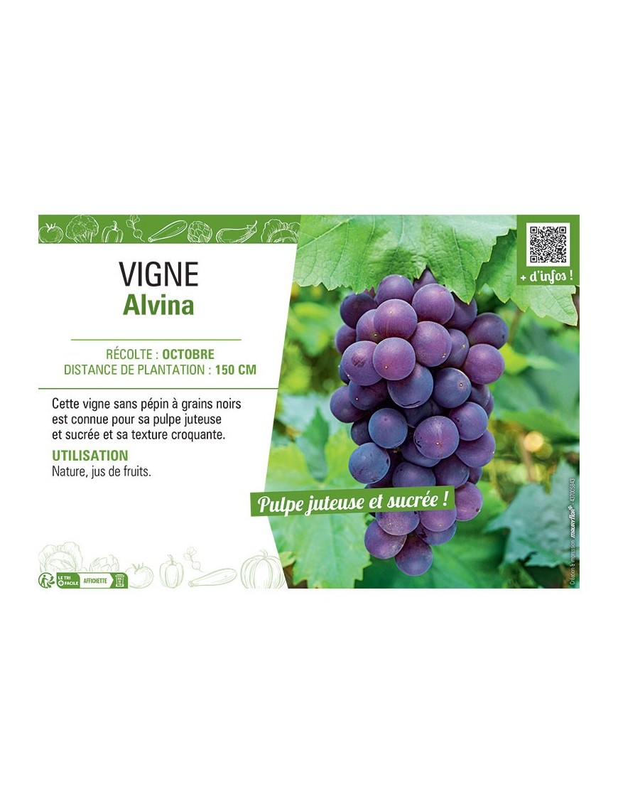VIGNE ALVINA