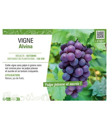 VIGNE ALVINA