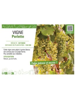 VIGNE PERLETTE