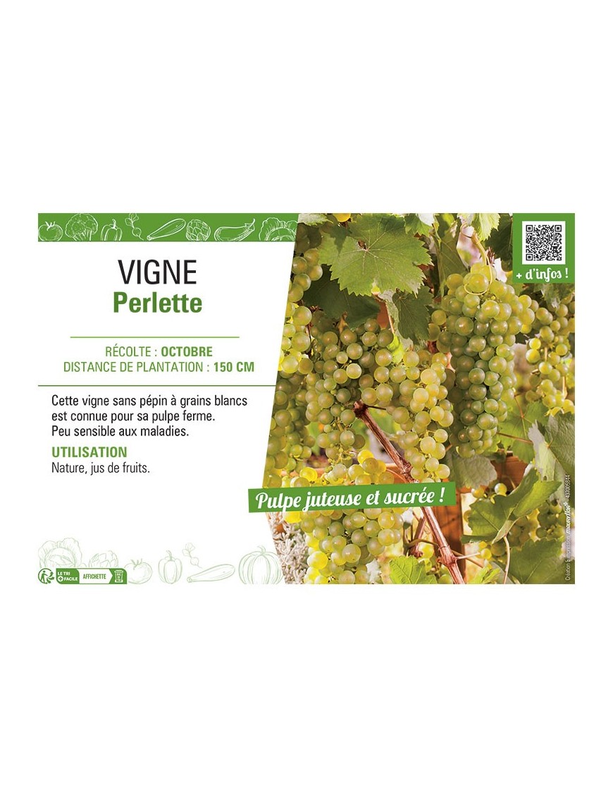 VIGNE PERLETTE