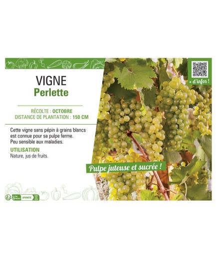 VIGNE PERLETTE