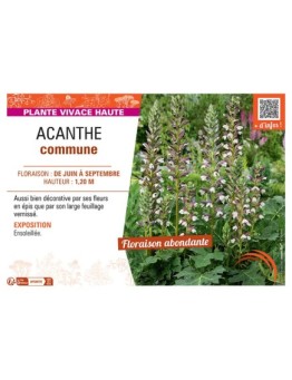 ACANTHE COMMUNE