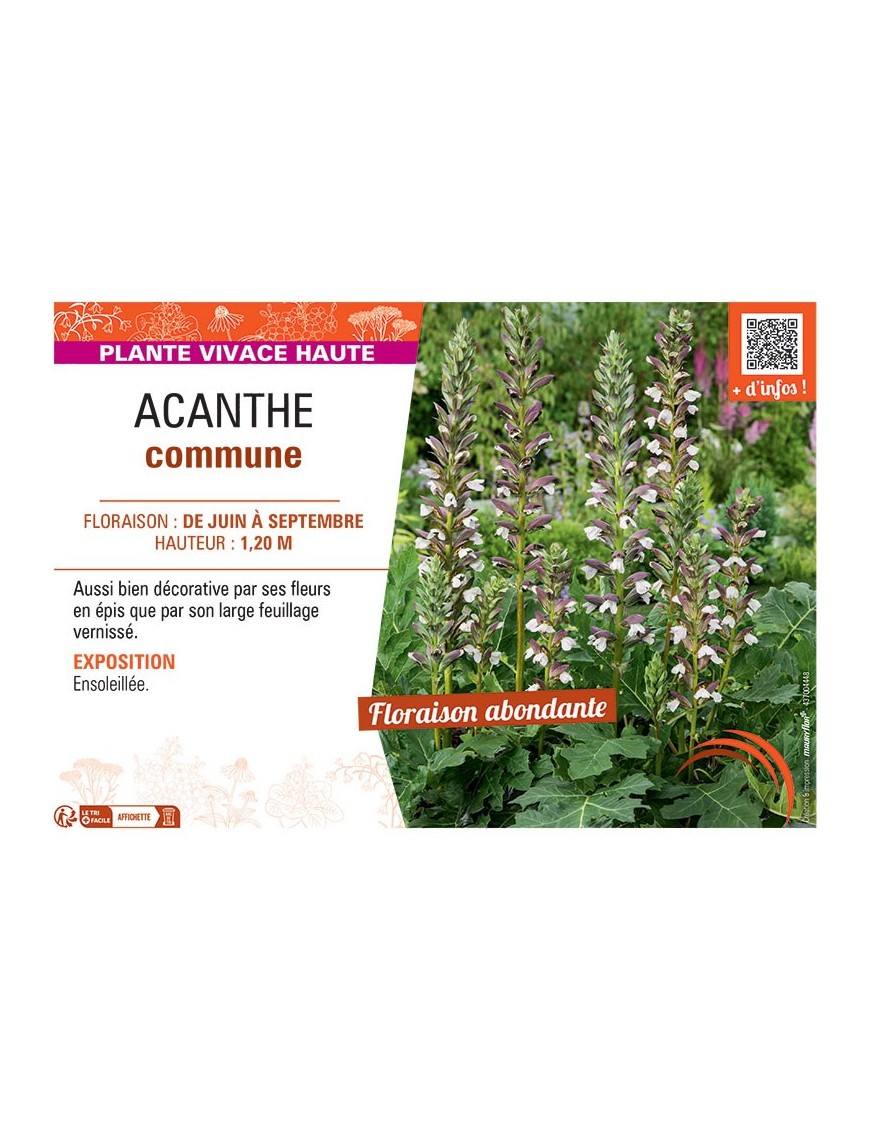 ACANTHE COMMUNE