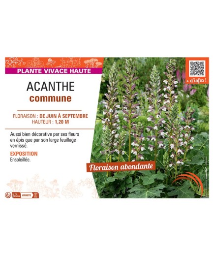 ACANTHE COMMUNE