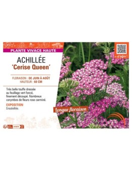 ACHILLEE CERISE QUEEN