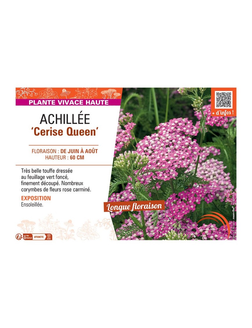 ACHILLEE CERISE QUEEN