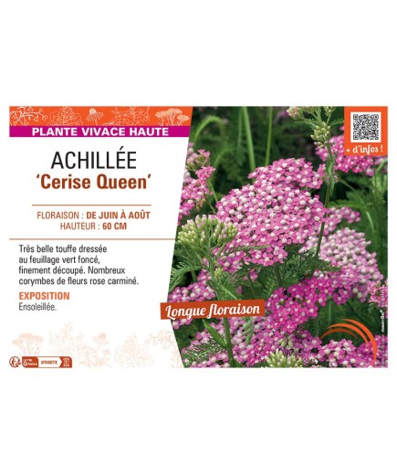 ACHILLEE CERISE QUEEN