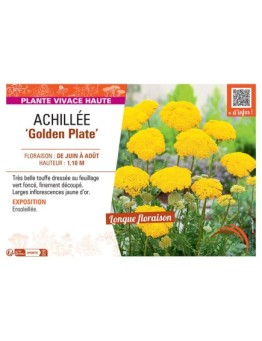 ACHILLEE GOLDEN PLATE
