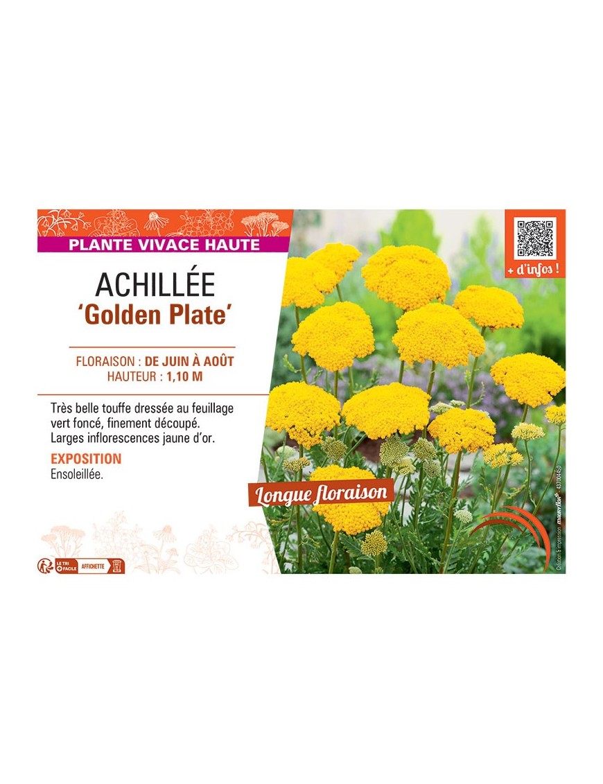 ACHILLEE GOLDEN PLATE