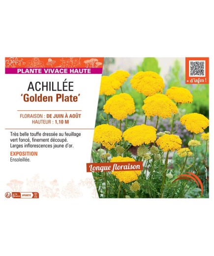 ACHILLEE GOLDEN PLATE
