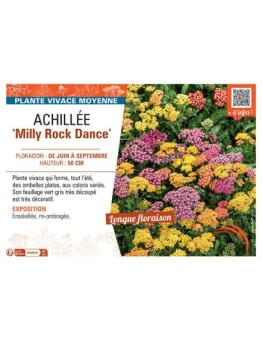 ACHILLEE MILLY ROCK DANCE