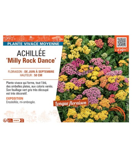 ACHILLEE MILLY ROCK DANCE