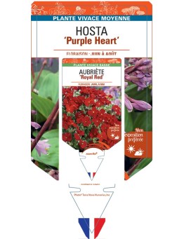 HOSTA Purple Heart