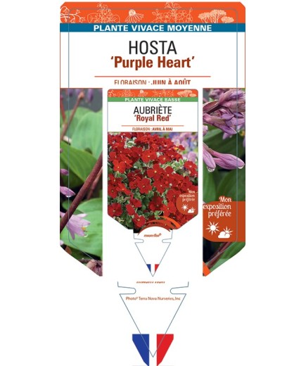 HOSTA Purple Heart