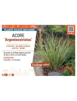 ACORE ARGENTEOSTRIATUS